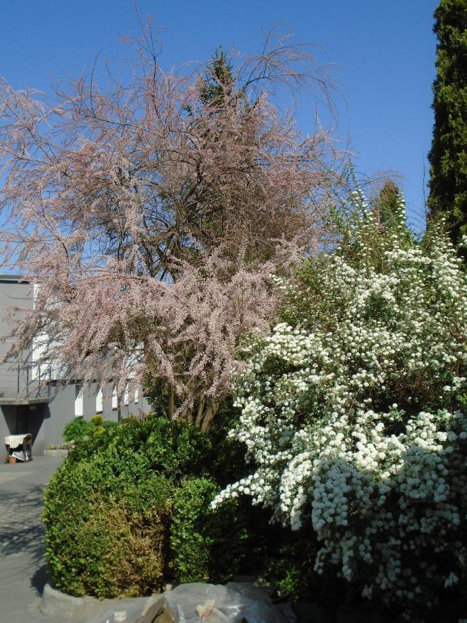 Villa Art Korab Gliwice Eksteriør billede